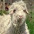 Elevage de chèvres Angora pour la laine mohair