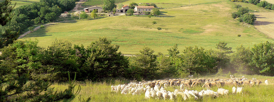 Mohair en Provence, la ferme la Rizane