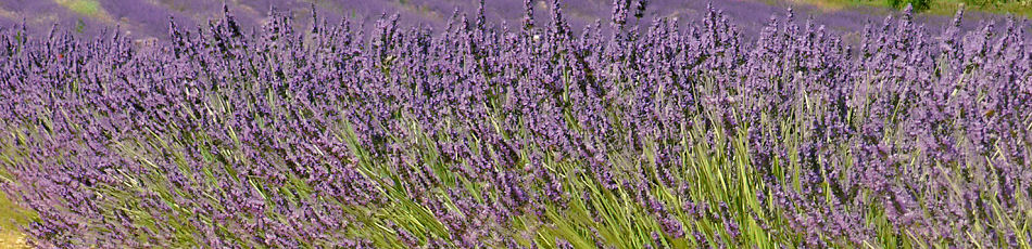 Lavandin dans le Luberon en Provence