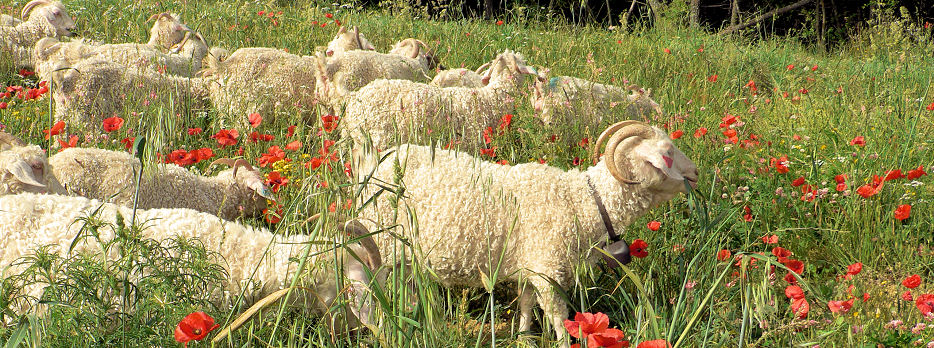 Elevage de chèvres Angora et brebis Mérinos