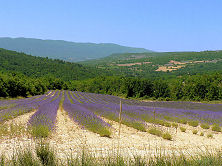 Champ de Lavandin dans le Luberon