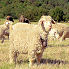 Chèvres Angora à la ferme La Rizane en Provence