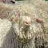 Troupeau de Chèvres Angora en Luberon