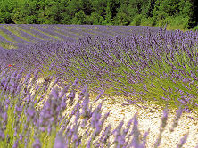 Le lavandin en Provence