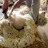 La tonte d'une chèvres Angora à la ferme La Rizane en Provence