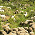 Chèvres Angora en Provence