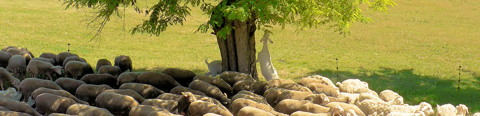 Troupeau de chèvres Angora dans le Luberon en Provence