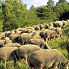 Troupeau de moutons en Provence